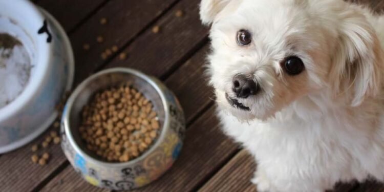 Buying Fresh Dog Food