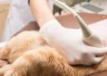 Enhancing Animal Welfare with Advanced Ultrasound Techniques