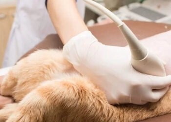 Enhancing Animal Welfare with Advanced Ultrasound Techniques