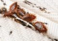 Household Pests