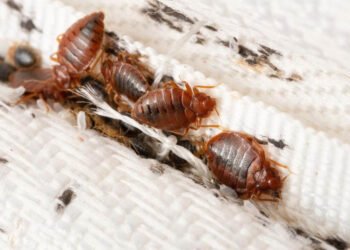 Household Pests