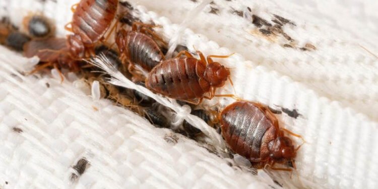 Household Pests