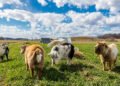 How to Enhance Flexibility in Livestock Management