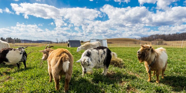 How to Enhance Flexibility in Livestock Management