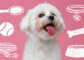 The Complete Puppy Care Starter Kit