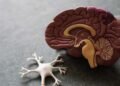 5-Ways-to-Improve-Brain-Function-and-Brain-Health-as-You-Age