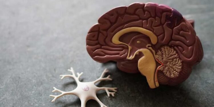 5-Ways-to-Improve-Brain-Function-and-Brain-Health-as-You-Age
