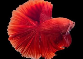 Everything You Need to Know About Betafish Care and Maintenance