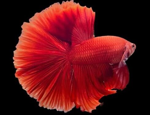 Everything You Need to Know About Betafish Care and Maintenance
