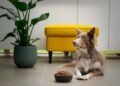 How Important Are the Ingredients in Your Dog's Food 3