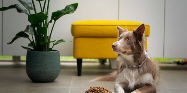 How Important Are the Ingredients in Your Dog's Food 3