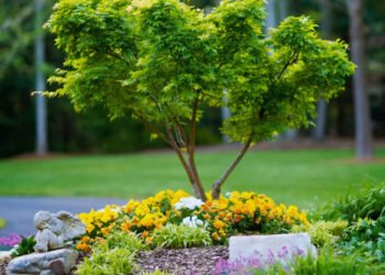 Planting Trees as a Symbol of Hope and Renewal in Memory of Your Loved One