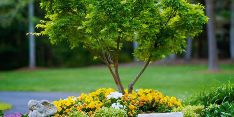 Planting Trees as a Symbol of Hope and Renewal in Memory of Your Loved One