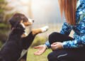 Puppy Training