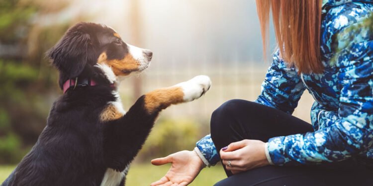 Puppy Training
