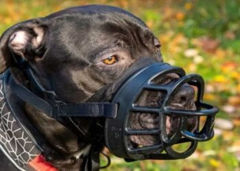 Understanding-Your-Rights-After-Being-Attacked-by-Someone-Else's-Dog