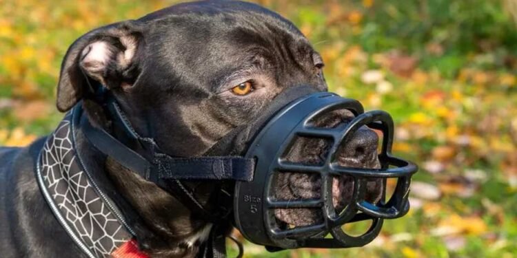 Understanding-Your-Rights-After-Being-Attacked-by-Someone-Else's-Dog
