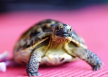 Are Turtles Good Pets for Beginners