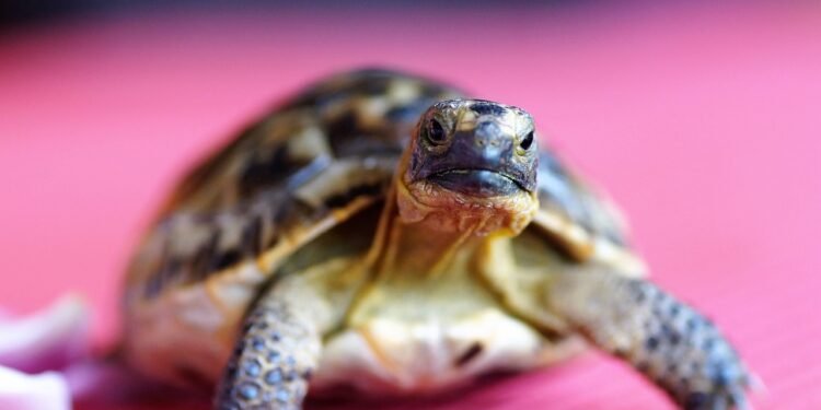 Are Turtles Good Pets for Beginners