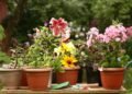 Plant Passion: Why You Have A Healthy Obsession with Gardening