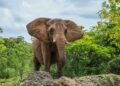 Why You Should Go on a Boat Safari in Botswana
