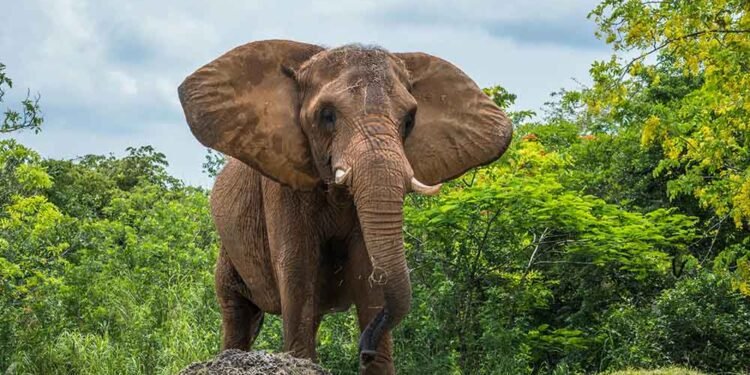 Why You Should Go on a Boat Safari in Botswana