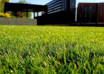 Your-Guide-to-a-Perfect-Lawn-5-Essential-Care-Tips