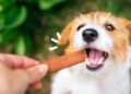 Natural Treats for Your Dog