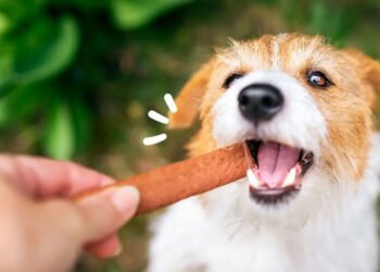 Natural Treats for Your Dog