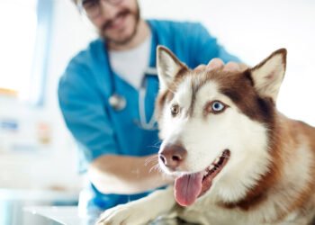 Pet's Health and Your Budget