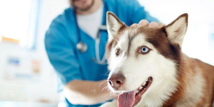 Pet's Health and Your Budget