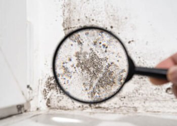 The Dangers of Mould