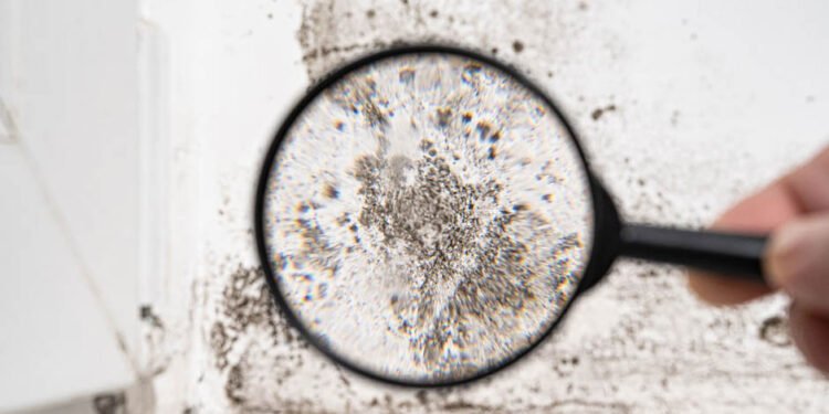 The Dangers of Mould