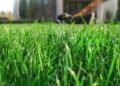The Secret to a Healthy Lawn