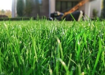 The Secret to a Healthy Lawn