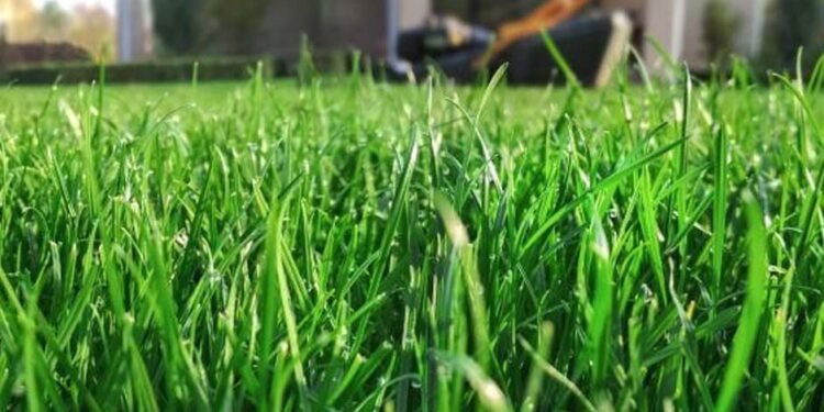 The Secret to a Healthy Lawn