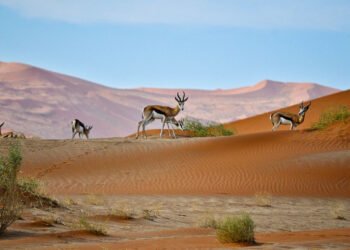 Top Safari Destinations for Luxury Family Trips with Teens