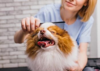 Veterinary Care in Pet Grooming