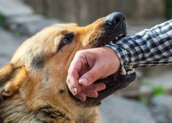 Your Rights After a Dog Bite