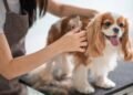 dog groomer
