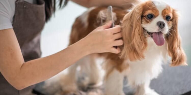 dog groomer