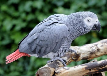 African Grey Parrots