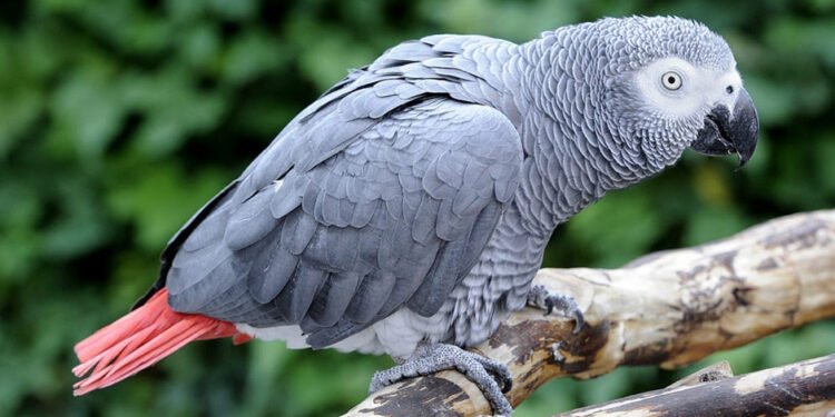 African Grey Parrots