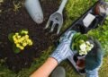 Essential Gardening Tips For Beginners And Experts