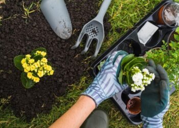 Essential Gardening Tips For Beginners And Experts