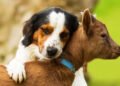 Goat Milk Powder for Pets