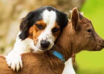 Goat Milk Powder for Pets