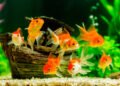 Some Tips For Starting Your Home Aquarium
