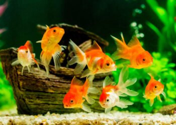 Some Tips For Starting Your Home Aquarium