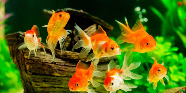 Some Tips For Starting Your Home Aquarium